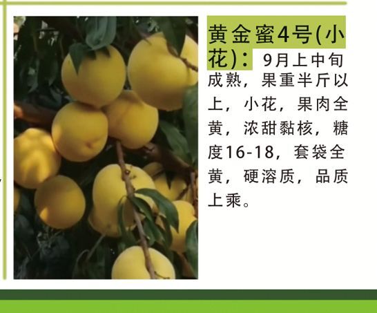 滕州市黄金蜜4号苗 黄金蜜4号小花