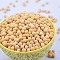 桃源县小粒黄豆 自家种植黄豆