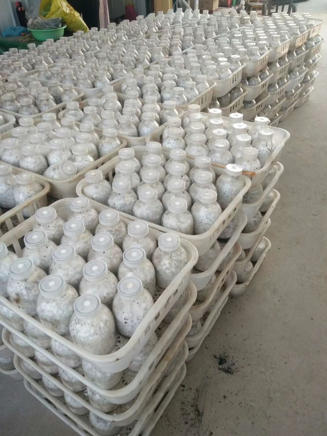 蘑菇 供应黑皮鸡枞菌母种，原种。质量好，产量高。