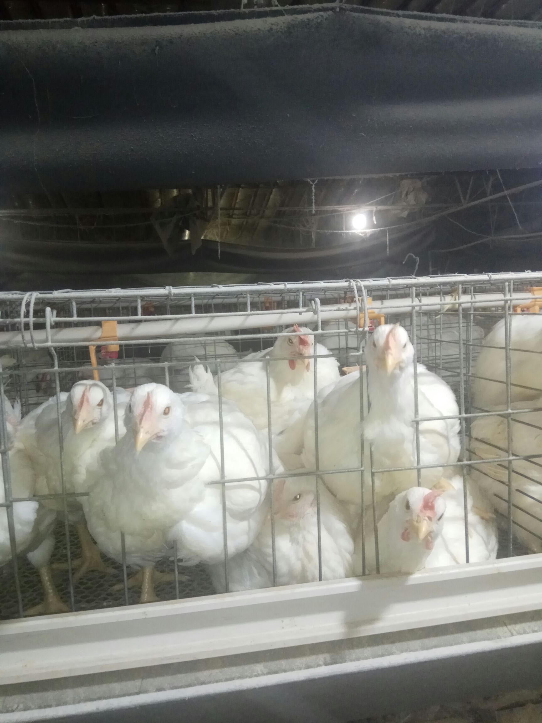  60日龄鸡，肉质结实好吃