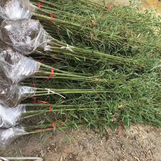 汉寿县 罗汉竹