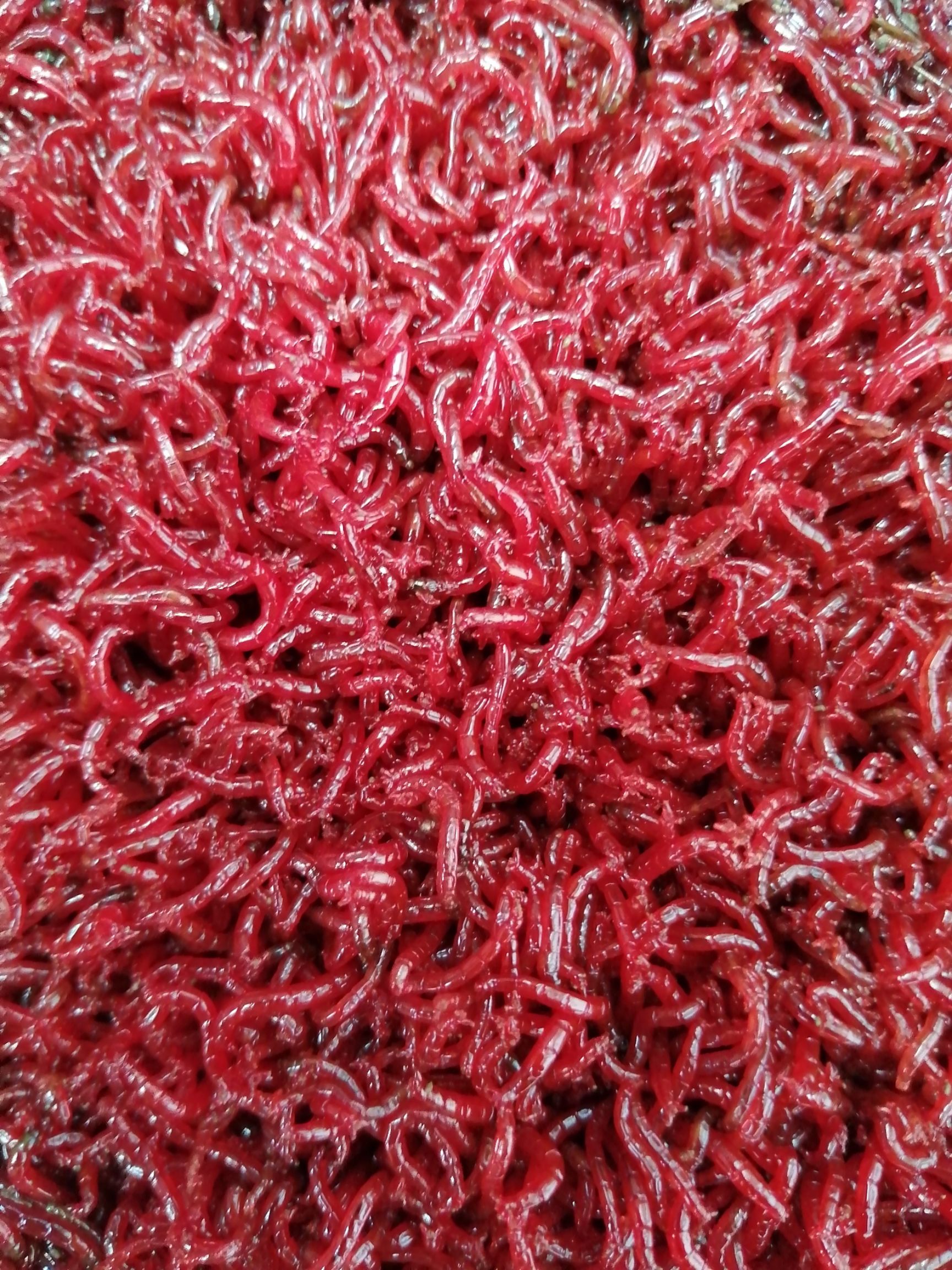 红虫，自己养殖的，鲜活红虫，活力好，大黑头，质量挑战全国