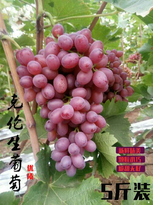 大荔县和蒲城县两个县冷库克伦生葡萄正在热卖中