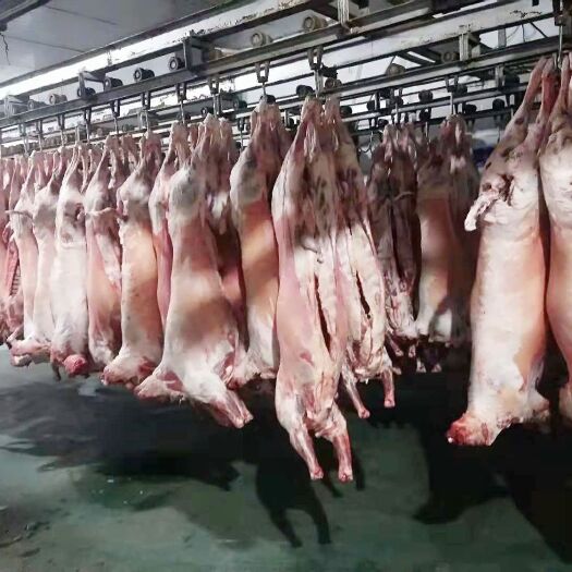 羊肉类 本厂每日500只羊腔出货，急求采购商。，诚信为本。
