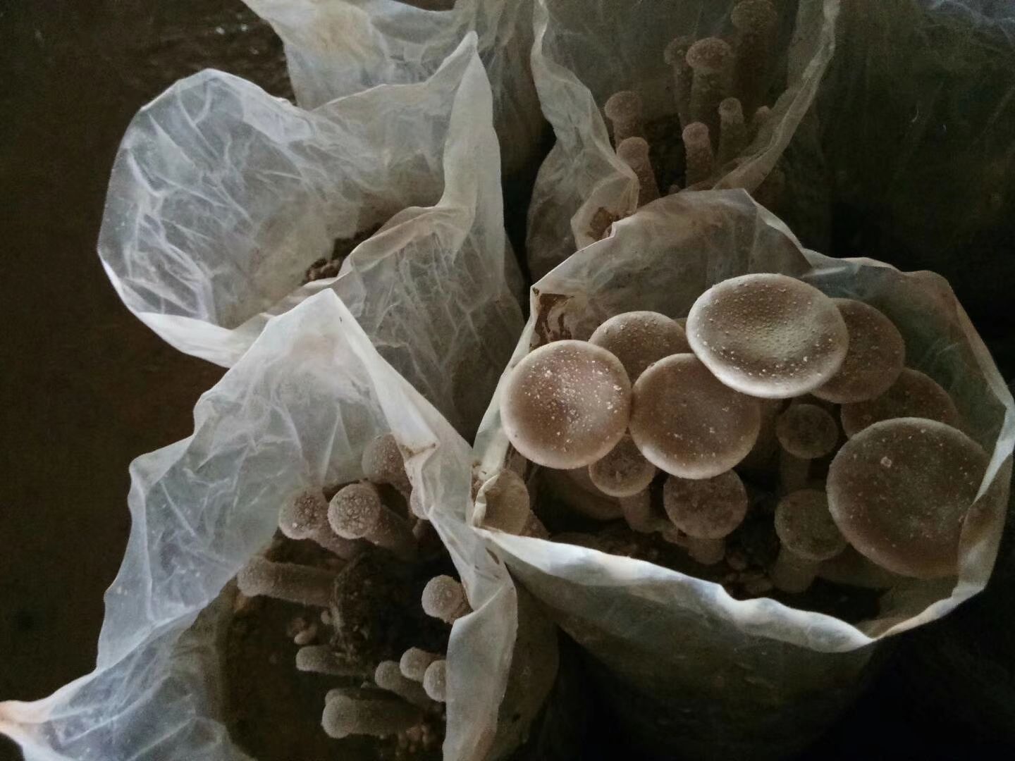 蘑菇  预售定做各种食用菌母种，原种，出菇菌包。