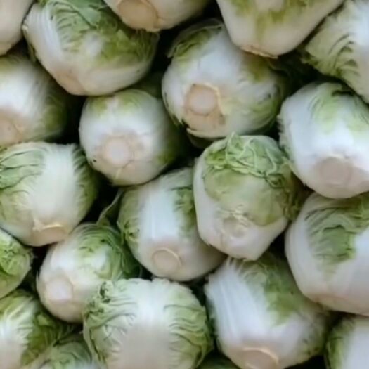 通许县夏阳白菜 净菜