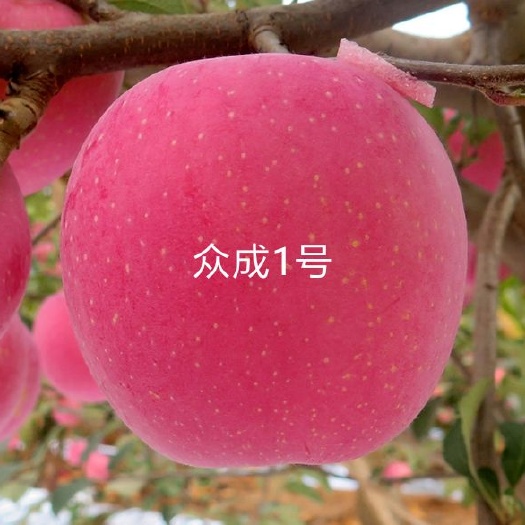 辛集市众成一号苹果树苗 比烟富0还好的全红苹果～众成1号苹果苗