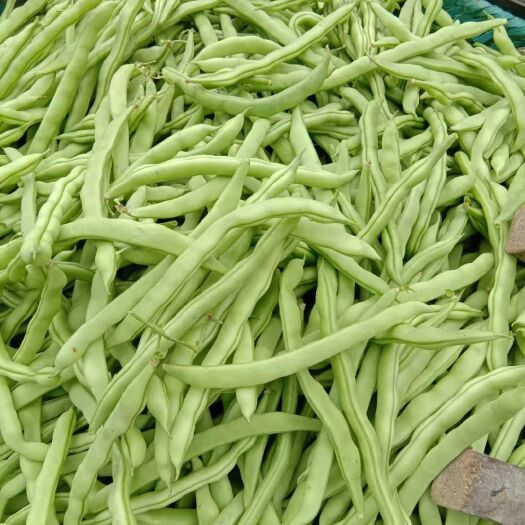 合浦县四季豆上市了，新苗的，可以打冰，可以散装，看老板要求打