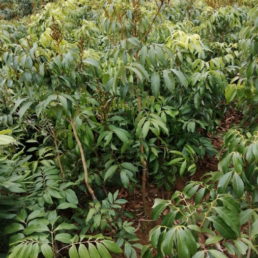 灵山县 三月红荔枝苗，最早成熟品种