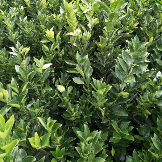 秀山纽荷尔脐橙苗，白皮柚