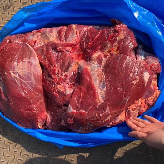 中牟县 牛肉一手货源牛前驱牛后驱通货