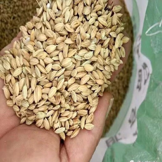 肇源县 东北精选优质稻谷（适合鲜米机加工）