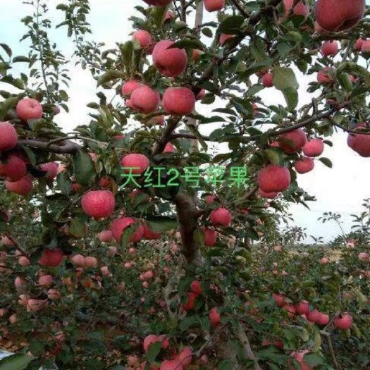 辛集市天红2号苹果苗，半矮化短枝型，易管理，大果型，产量高。甜脆