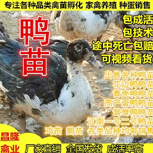 谷城县 鸭苗（花边鸭青壳鸭江南一号二号）包成活率包打疫苗