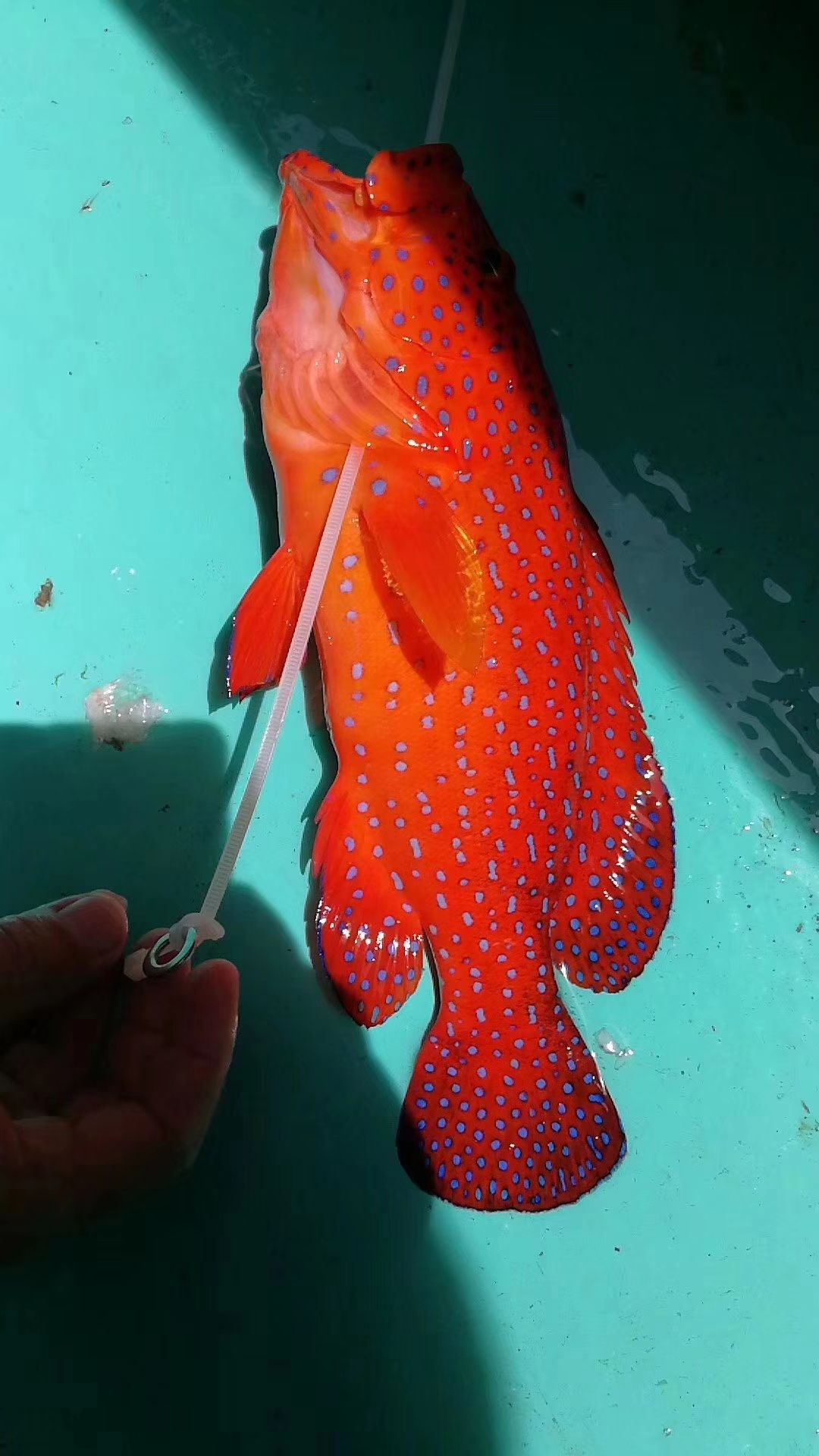 深海海鲜 深海东升班