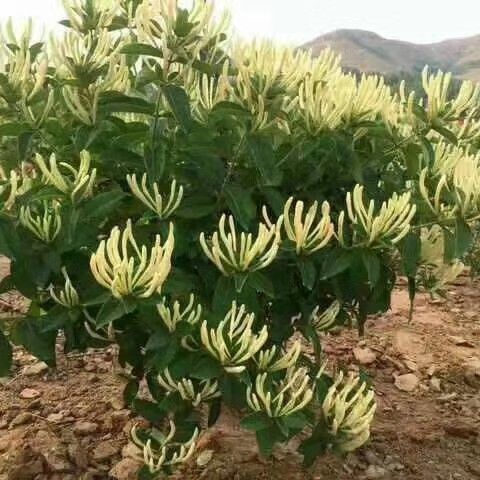 平邑县北花一号金银花苗  公司大量出售北花一号金银花种苗