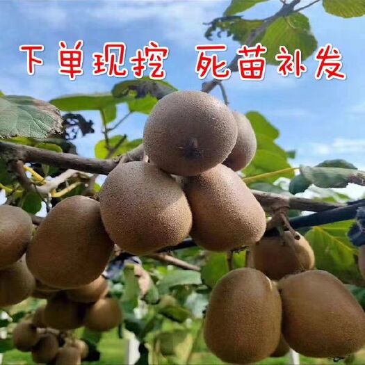 平邑县 红心猕猴桃苗，红华猕猴桃苗，楚红猕猴桃苗，成活率高！