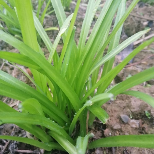 三江县发菜 没有在大棚里种下的青菜品味就不一样，这里是有机的蔬菜。