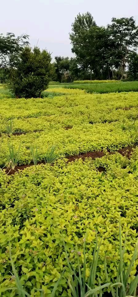 沭阳县 金山绣线菊