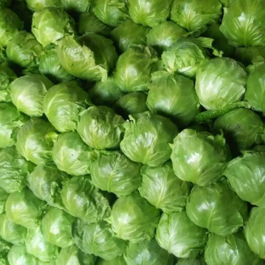 莒南县绿包菜  甘蓝菜