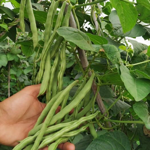 绿白鲜白花四季豆