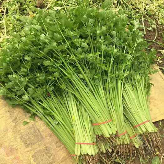 沂南县香芹  山芹，专业合作社，产地直销，货源充足，可发全国各地物流。