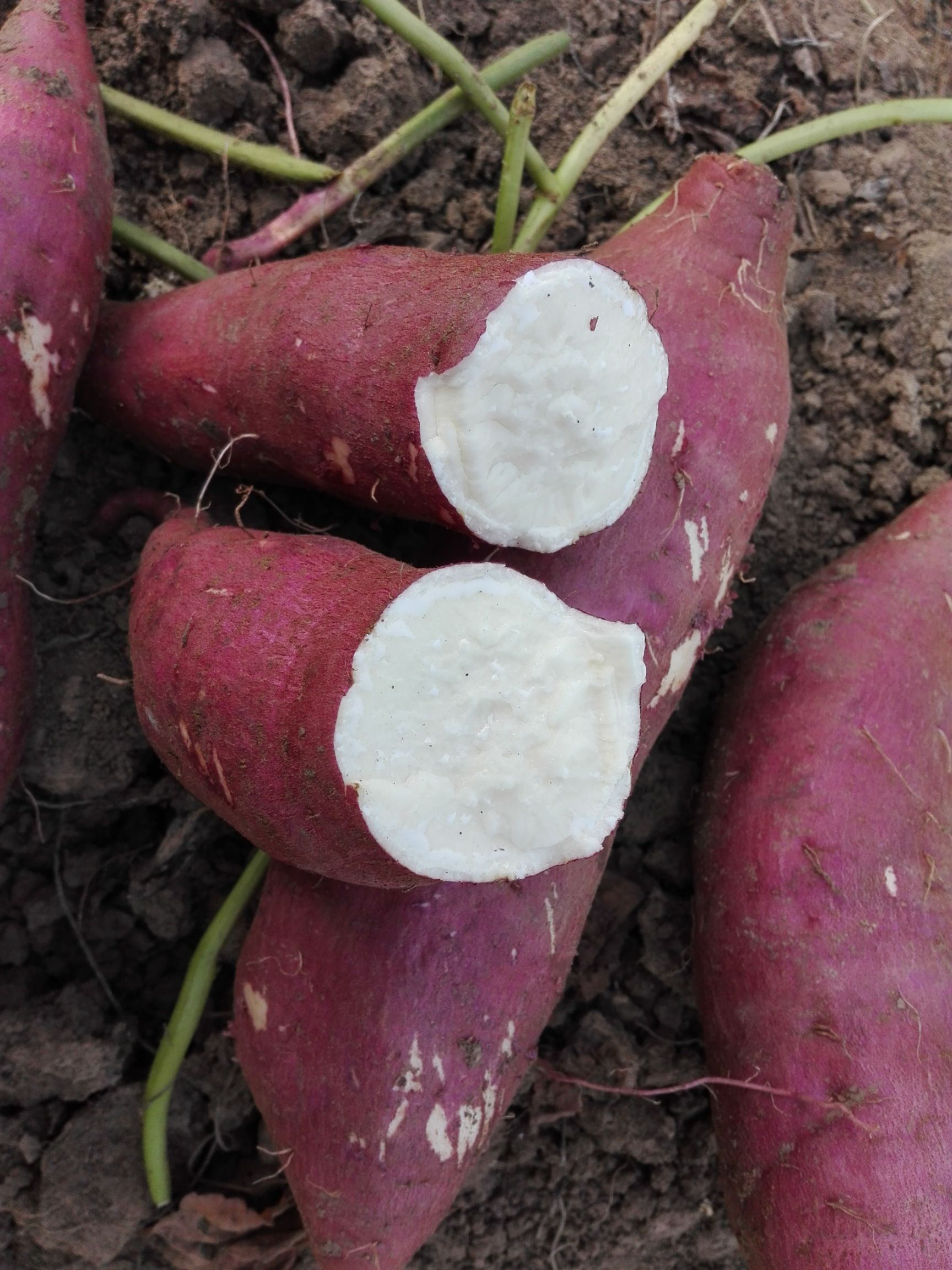 早熟红薯品种图片