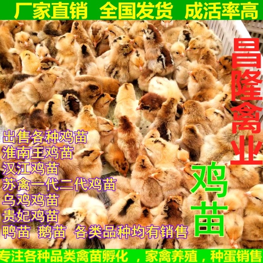 谷城县高腿细脚 土鸡苗（淮南王，苏秦，乌鸡）包打疫