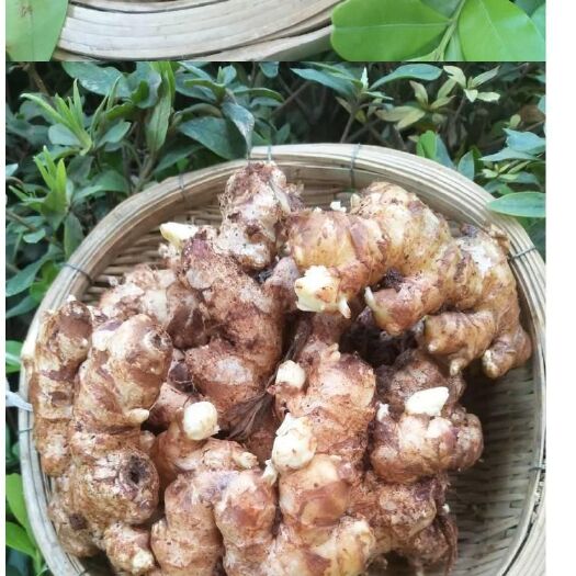 景洪市 求购二黄姜种