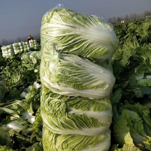 夏邑县青杂三号白菜  夏邑白菜大量出货中！