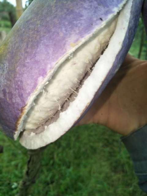  纯紫色八月瓜苗