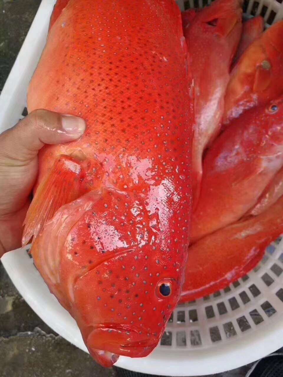 深海海鲜 深海东升班