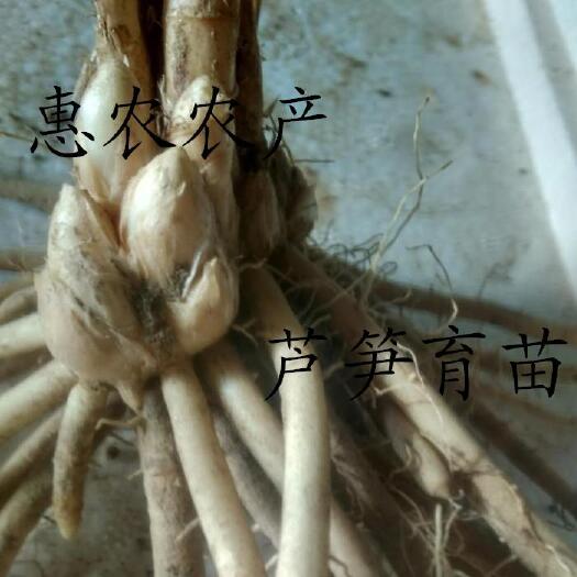 曹县三年大根芦笋苗，2000-3优质芦笋根苗