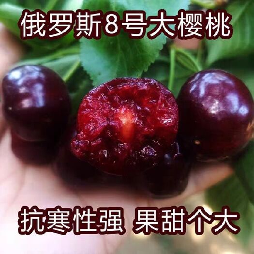 平邑县俄罗斯8号樱桃苗 俄罗斯八号樱桃，抗寒性强，果甜个大，存活率高，拒绝假苗！