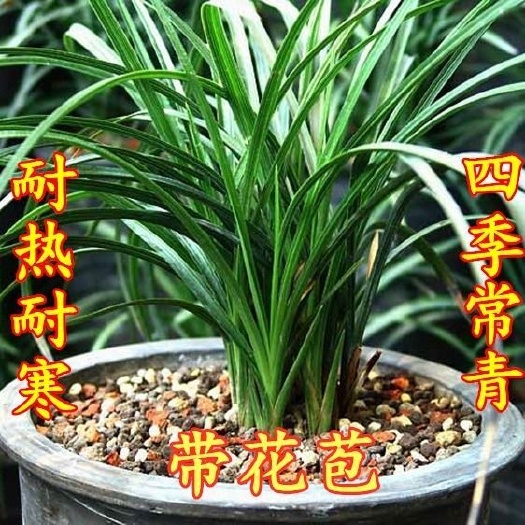 南漳县兰花带花苞春兰蕙兰兰花苗墨兰建兰四季兰兰花草盆栽花卉绿植