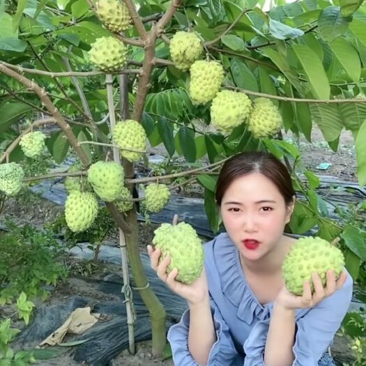 灵山县释迦果苗，营养杯苗，小小棵都开花的！嫁接苗！