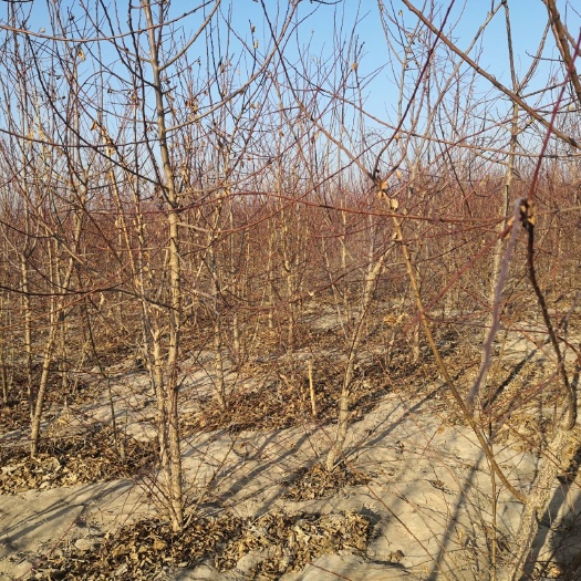 酒泉 供应山杏树苗出售价格多少钱一棵哪里有卖的