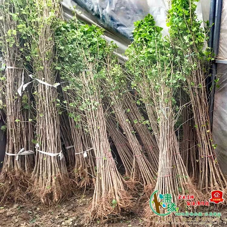 占地拆迁苗 银杏树苗 银杏苗 白果小苗 庭院植物行道绿化苗
