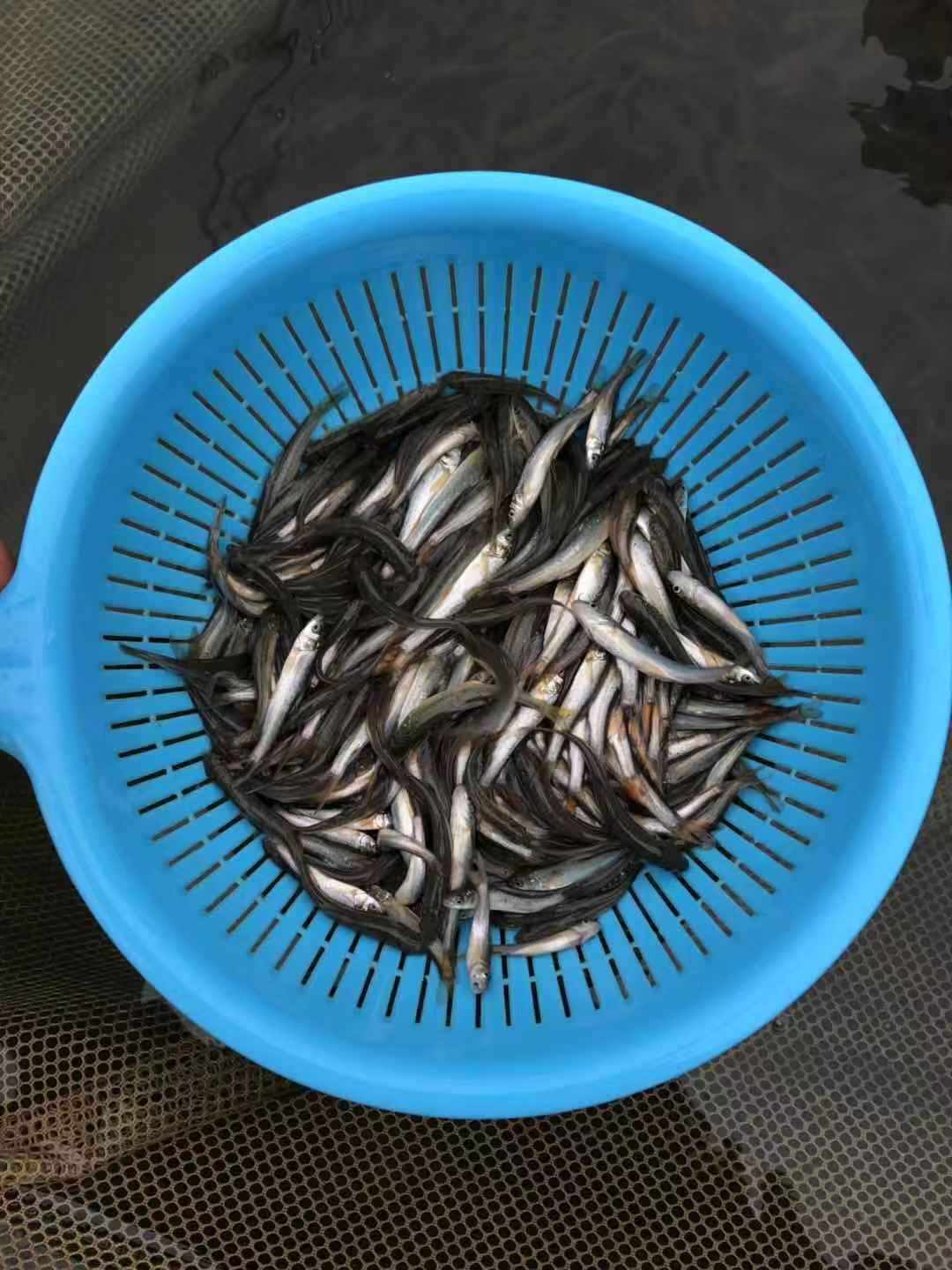 高档淡水鱼苗 渔场直发 耐寒性更高 银鳕鱼苗