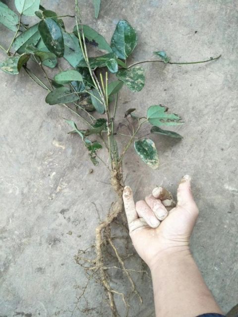  纯紫色八月瓜苗