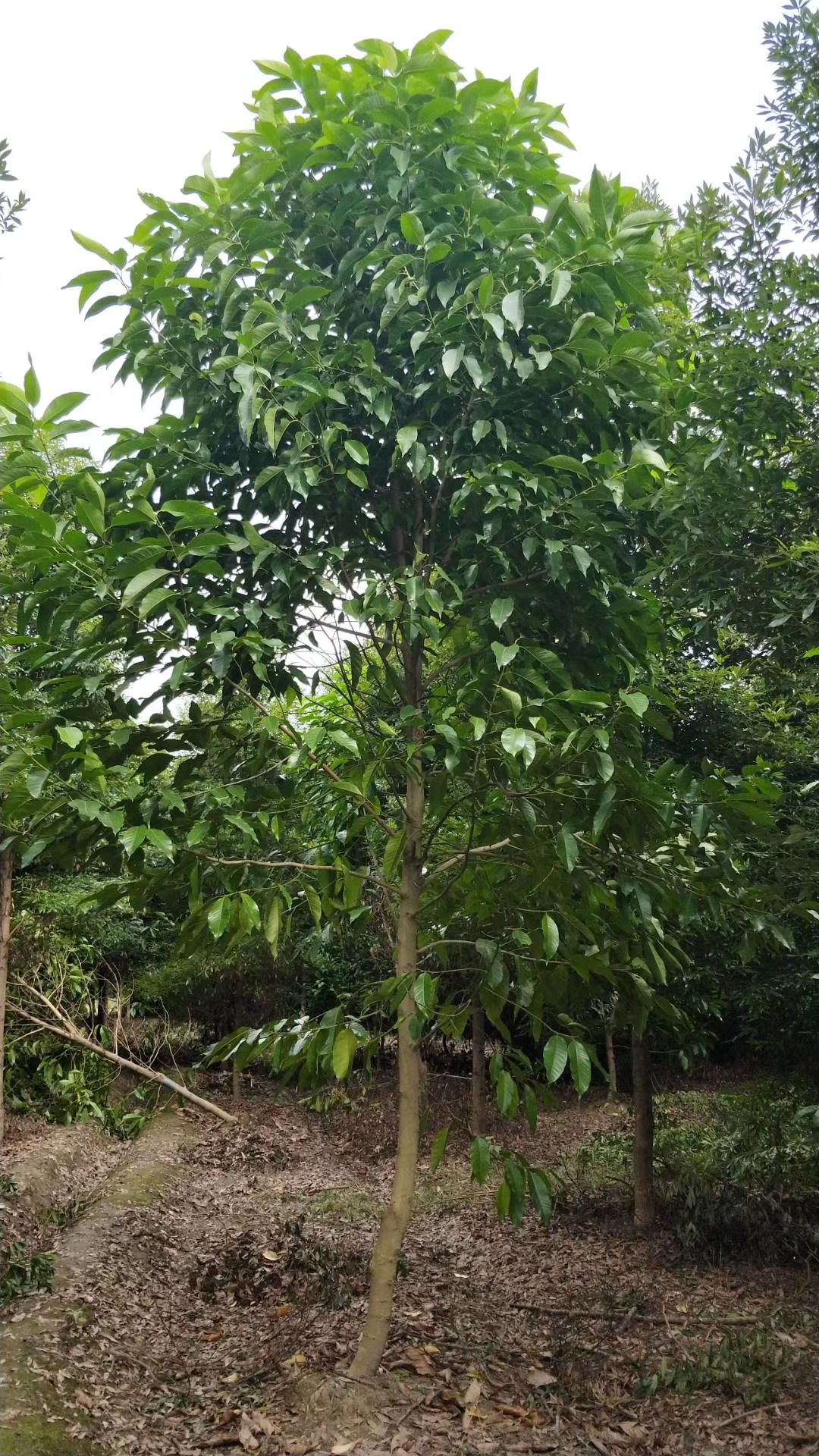 黃角蘭,白蘭,四川黃葛蘭基地出售,成都白蘭花批發價格