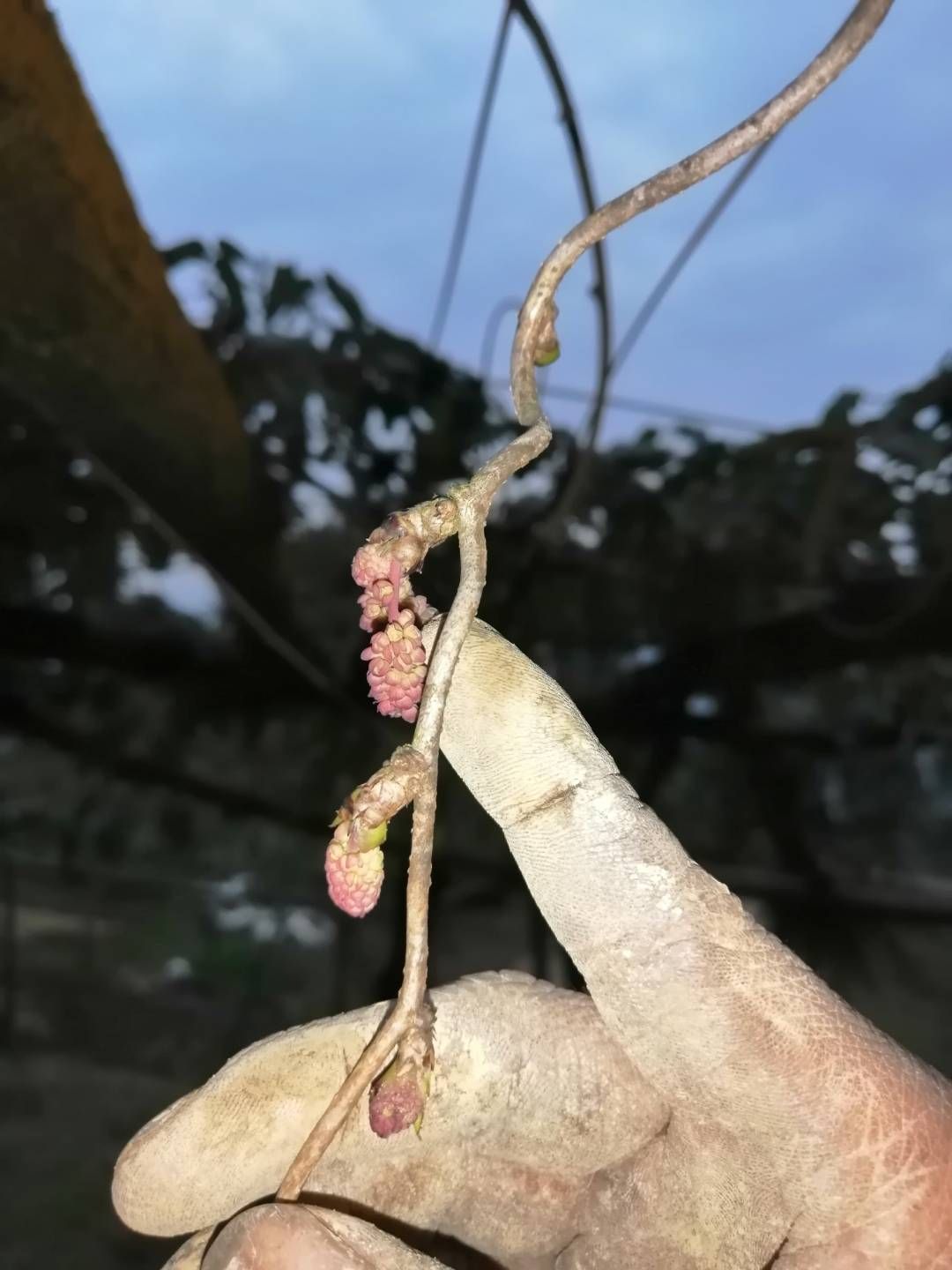  纯紫色八月瓜苗