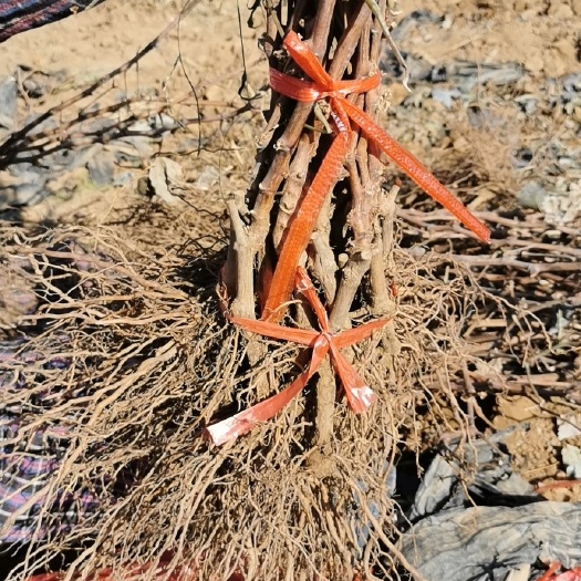 卢龙县火焰无核葡萄苗 品种齐全，价格优惠，一级货源