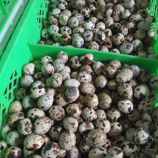 高邑县白羽鹌鹑蛋 常年出售 货源充足 价格美丽