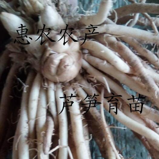 曹县两年苗芦笋苗芦笋根苗芦笋种子