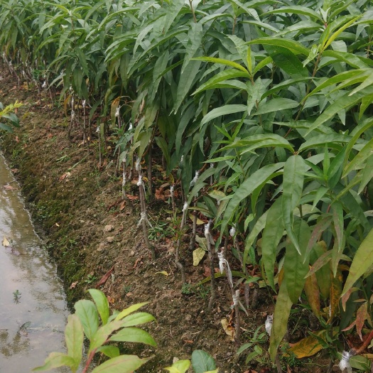 灵山县水蜜桃苗 正品嫁接水密桃