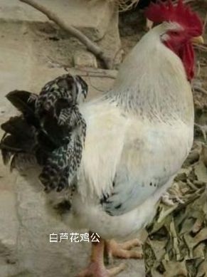 广州芦花鸡苗 白芦花鸡鸡公，嫩口大苗，毛色靓，品质好，