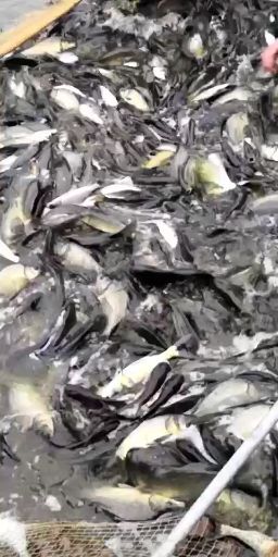 宜良县水库草鱼 长期供应云贵川渝水库和垂钓鱼塘需求、品种齐全量大从