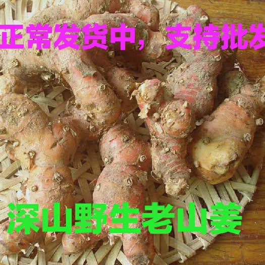 岑溪市 新鲜南姜 山姜  生姜 新鲜山姜山姜配料现挖现发卤肉调味料