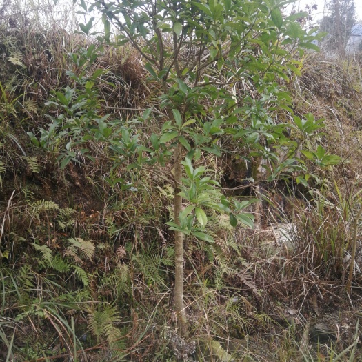  出售桂花树3万棵